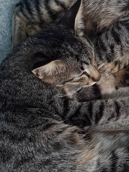 Two Black White Striped Cats Sleeping Cuddled Floor — стоковое фото