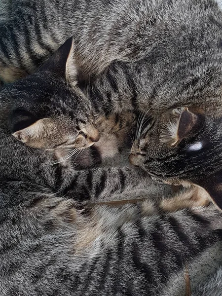 Two Black White Striped Cats Sleeping Cuddled Floor — Photo