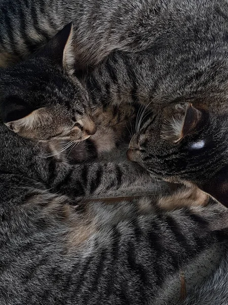 Two Black White Striped Cats Sleeping Cuddled Floor — Photo