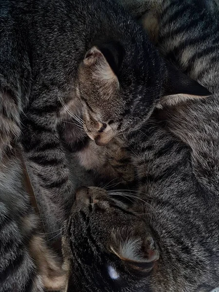 Two Black White Striped Cats Sleeping Cuddled Floor — Foto de Stock