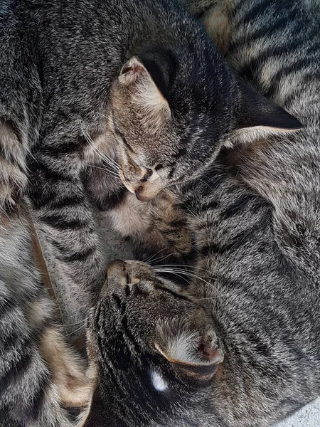 Two Black White Striped Cats Sleeping Cuddled Floor — Stockfoto