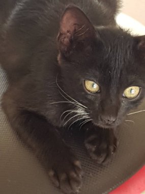 A black cat with yellow eyes, sitting and looking back in the floor
