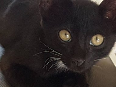 A black cat with yellow eyes, sitting and looking back in the floor