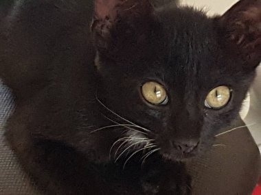 A black cat with yellow eyes, sitting and looking back in the floor
