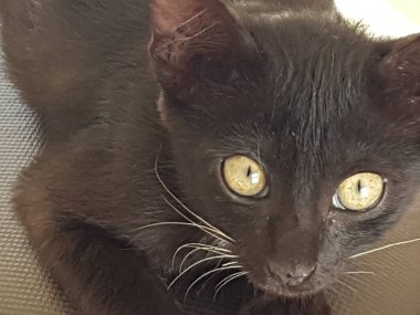 A black cat with yellow eyes, sitting and looking back in the floor
