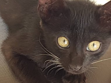 A black cat with yellow eyes, sitting and looking back in the floor