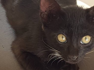 A black cat with yellow eyes, sitting and looking back in the floor