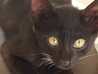 A black cat with yellow eyes, sitting and looking back in the floor