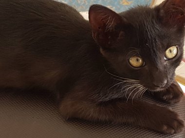 A black cat with yellow eyes, sitting and looking back in the floor
