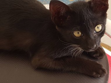 A black cat with yellow eyes, sitting and looking back in the floor