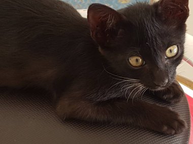 A black cat with yellow eyes, sitting and looking back in the floor