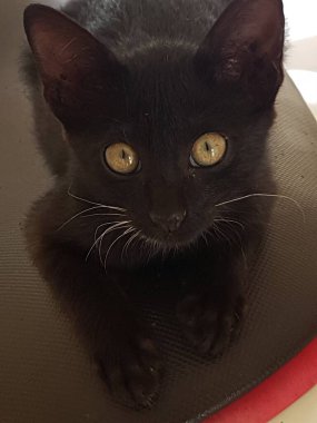 A black cat with yellow eyes, sitting and looking back in the floor