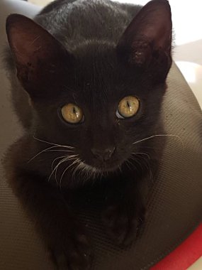 A black cat with yellow eyes, sitting and looking back in the floor