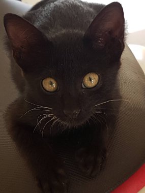 A black cat with yellow eyes, sitting and looking back in the floor