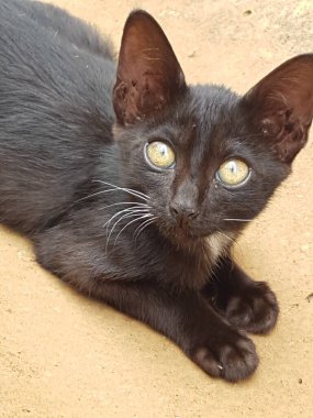 A black cat with yellow eyes, sitting and looking back in the floor