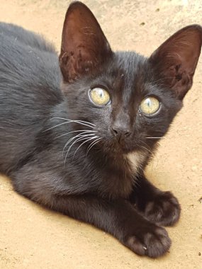 A black cat with yellow eyes, sitting and looking back in the floor
