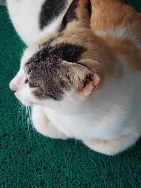 Front view of cute beautiful cat sleeping in her dreams on the floor
