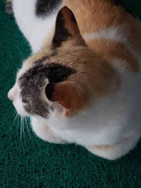 Front view of cute beautiful cat sleeping in her dreams on the floor