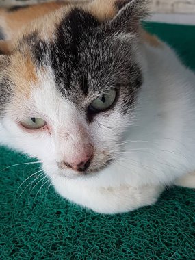 Front view of cute beautiful cat sleeping in her dreams on the floor