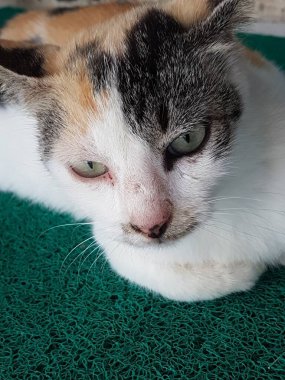 Front view of cute beautiful cat sleeping in her dreams on the floor