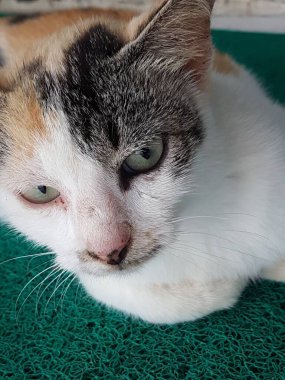 Front view of cute beautiful cat sleeping in her dreams on the floor