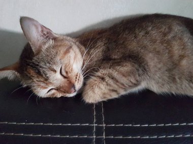 Front view of cute beautiful cat sleeping in her dreams on the floor