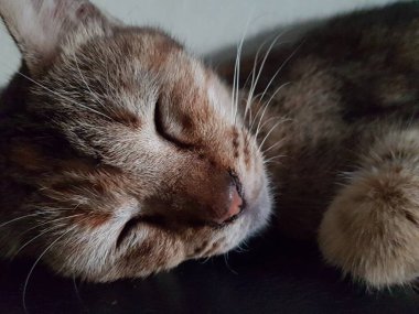 Front view of cute beautiful cat sleeping in her dreams on the floor