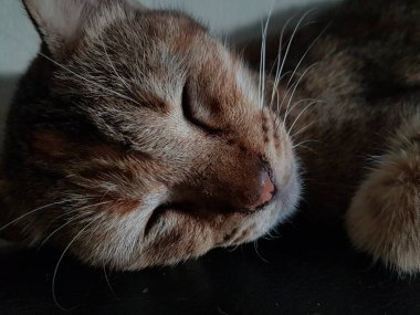 Front view of cute beautiful cat sleeping in her dreams on the floor