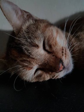 Front view of cute beautiful cat sleeping in her dreams on the floor
