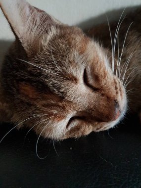 Front view of cute beautiful cat sleeping in her dreams on the floor