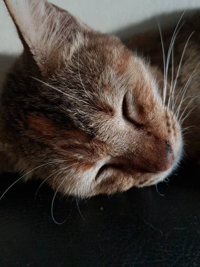 Front view of cute beautiful cat sleeping in her dreams on the floor
