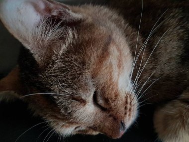Front view of cute beautiful cat sleeping in her dreams on the floor