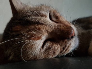 Front view of cute beautiful cat sleeping in her dreams on the floor