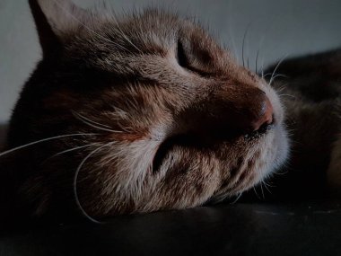 Front view of cute beautiful cat sleeping in her dreams on the floor
