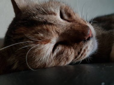 Front view of cute beautiful cat sleeping in her dreams on the floor