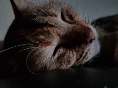 Front view of cute beautiful cat sleeping in her dreams on the floor