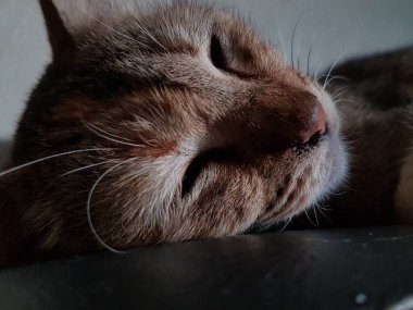Front view of cute beautiful cat sleeping in her dreams on the floor