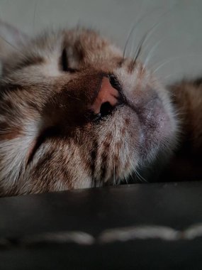 Front view of cute beautiful cat sleeping in her dreams on the floor