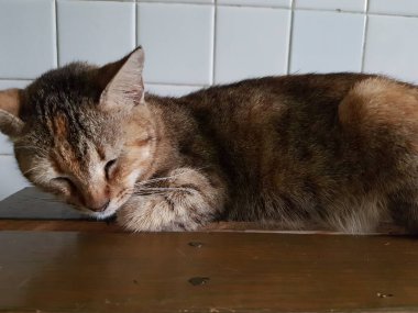 Front view of cute beautiful Orange cat sleeping in her dreams on the floor