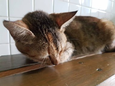 Front view of cute beautiful Orange cat sleeping in her dreams on the floor