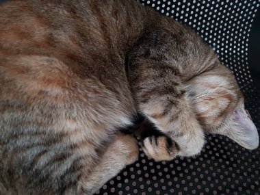 Front view of cute beautiful Orange cat sleeping in her dreams on the floor