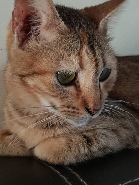 Front view of cute beautiful Orange cat sleeping in her dreams on the floor