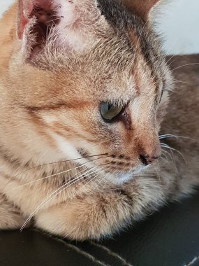 Front view of cute beautiful Orange cat sleeping in her dreams on the floor