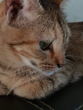 Front view of cute beautiful Orange cat sleeping in her dreams on the floor