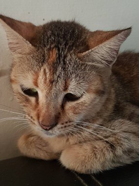 Front view of cute beautiful Orange cat sleeping in her dreams on the floor