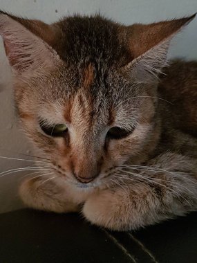Front view of cute beautiful Orange cat sleeping in her dreams on the floor