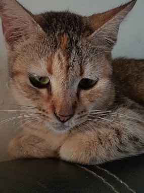 Front view of cute beautiful Orange cat sleeping in her dreams on the floor