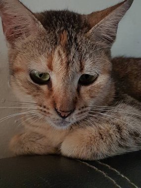 Front view of cute beautiful Orange cat sleeping in her dreams on the floor