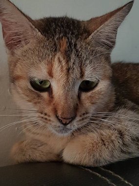 Front view of cute beautiful Orange cat sleeping in her dreams on the floor