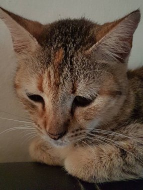 Front view of cute beautiful Orange cat sleeping in her dreams on the floor